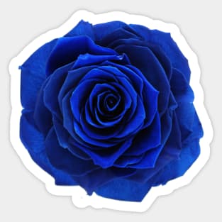 Blue Rose Sticker